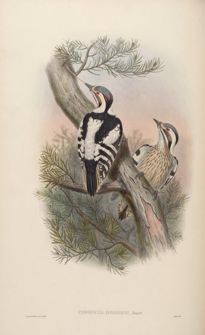 Iyngipicus scintilliceps = Dendrocopos canicapillus scintilliceps by John Gould